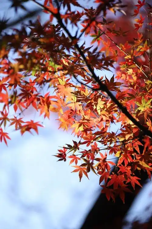 秋天的枫叶大自然的颜色