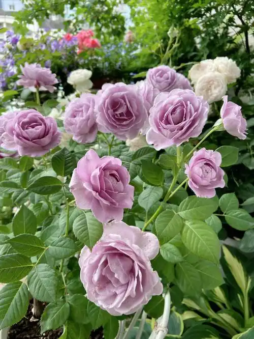 阳台小花园  #花园生活  #我的月季花  #月季蓝色风暴