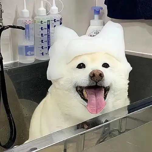 修狗搞笑头像图片