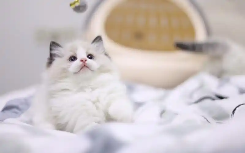 治愈的海双小布偶4k高清