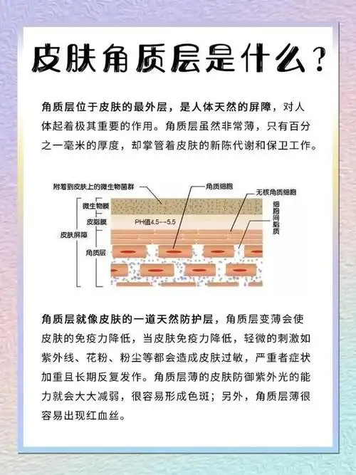角质层的作用解析!