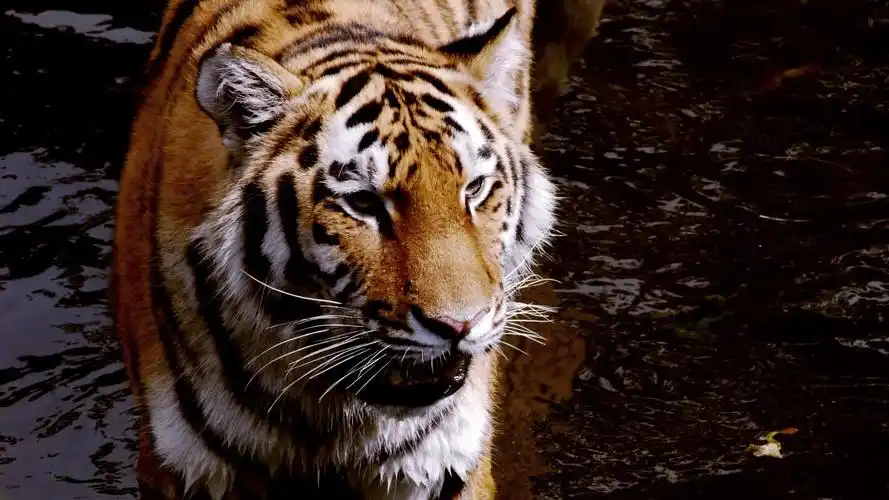 安卓手机高清壁纸