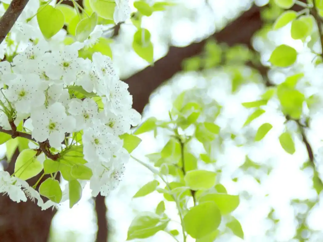 春天满树梨花唯美风景高清壁纸(一)
