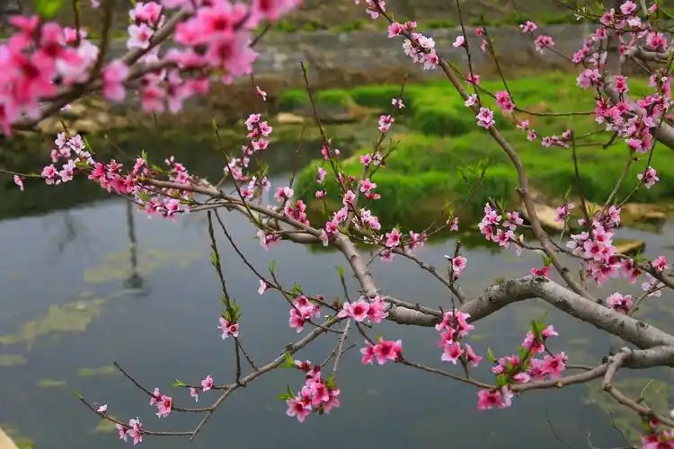 山水下村桃花美
