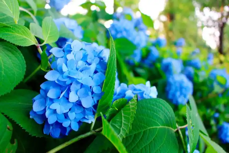 湖南省森林植物园:绣球花开的季节