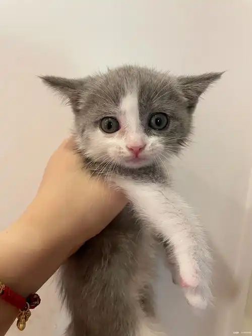 小英短猫宝宝找家啦两个月大小会吃猫粮会用猫砂