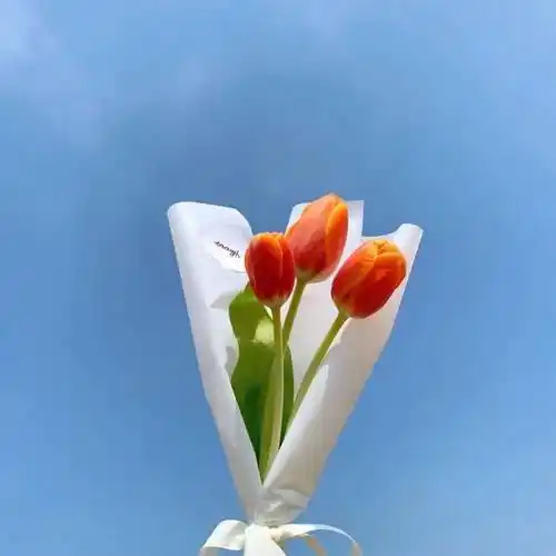 干净治愈朋友圈背景图