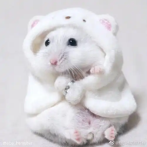 小林亲自认证的仓鼠本体