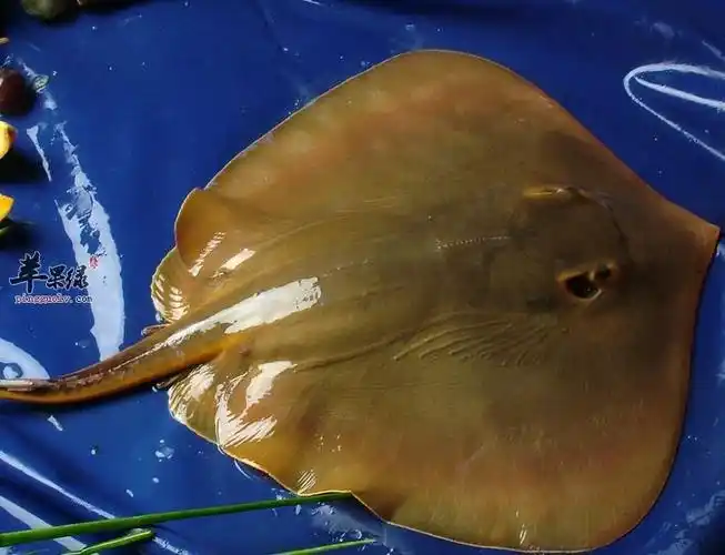 鳐鱼的做法大家了解多少呢