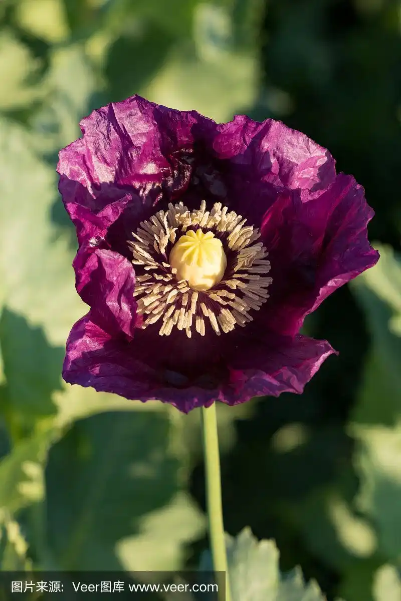 紫色的罂粟花在春天的田野上详细地绽放