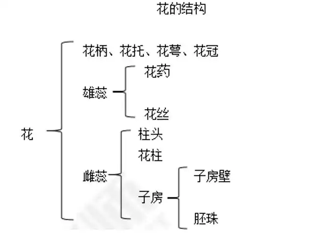 试讲逐字稿生物花的结构