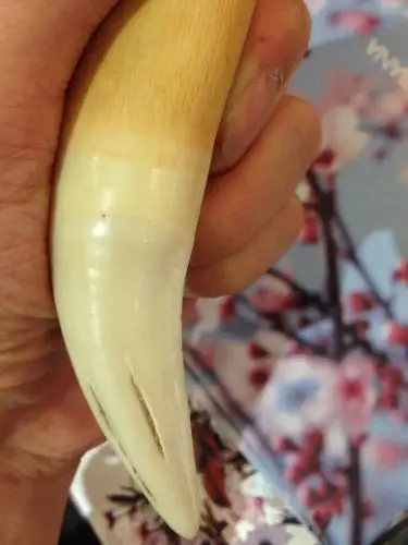 求鉴定是不是真虎牙啊 谢谢!