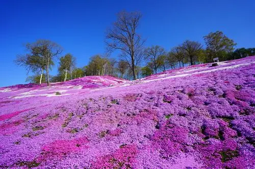 北海道旅行 | 94粉色世界 【东藻琴芝樱公园】-樱花和服 小丸子