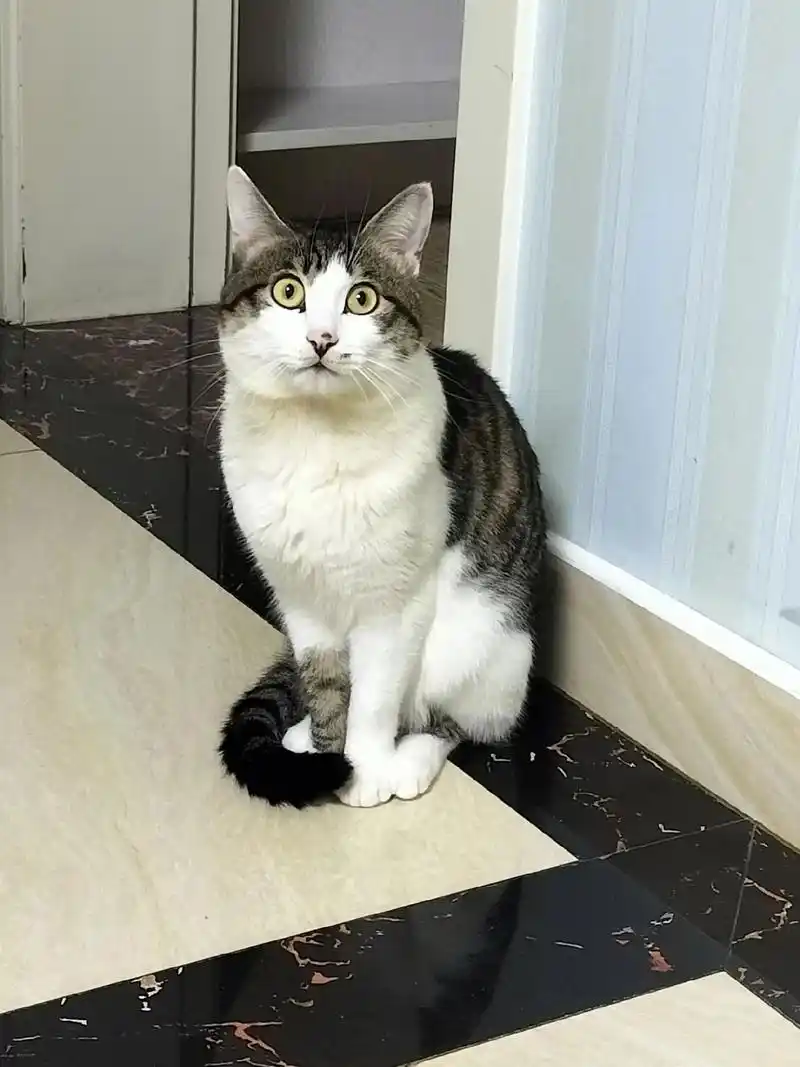 公猫也有优雅的淑女蹲989898 - 抖音