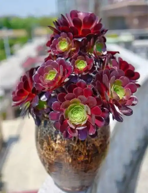 惊艳绝伦的多肉法师如玫瑰般一朵朵含苞待放