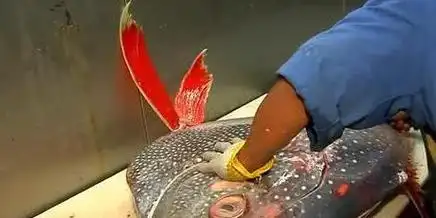 海鲜|刺身|生鱼片_网易订阅