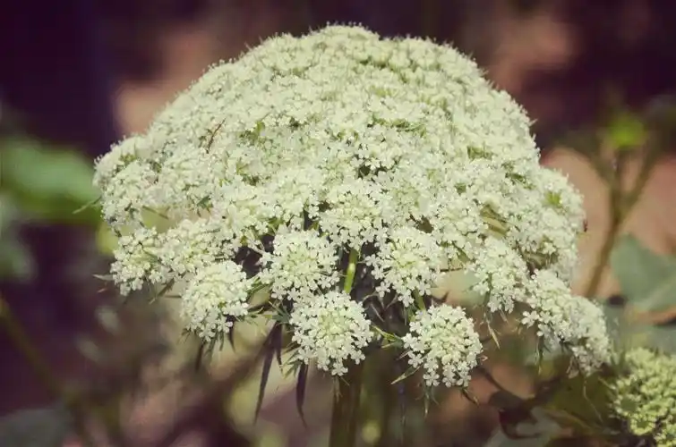 胡萝卜花 又叫红萝卜 蕾丝花 金笋 黄萝卜 复伞房花序 花白色(绿变白)