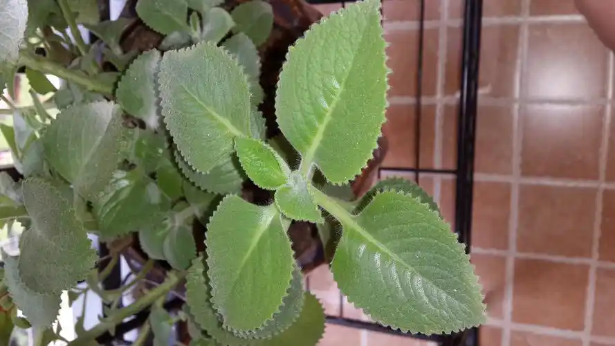 我家这种是什么薄荷?