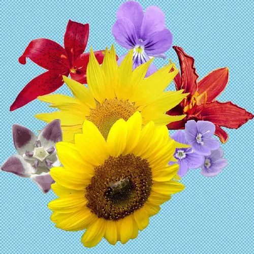 漂亮向日葵免抠png透明图层素材