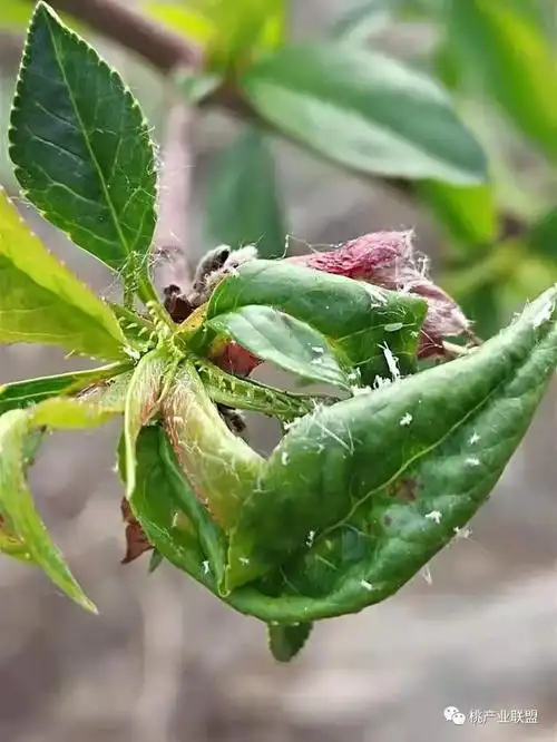 让头痛的蚜虫不再头痛