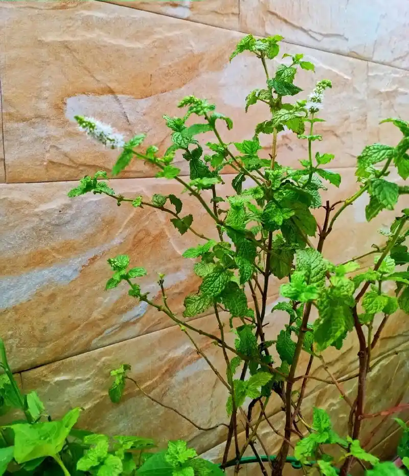 皱叶留兰香(薄荷属)开花了#茂盛的花花草草 - 抖音