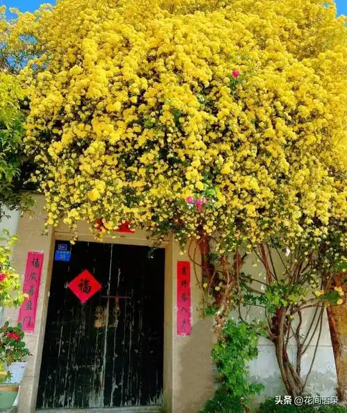 有一位网友惊叹于它的美,赞叹道:我愿在树下化身石桥,受五百年风吹