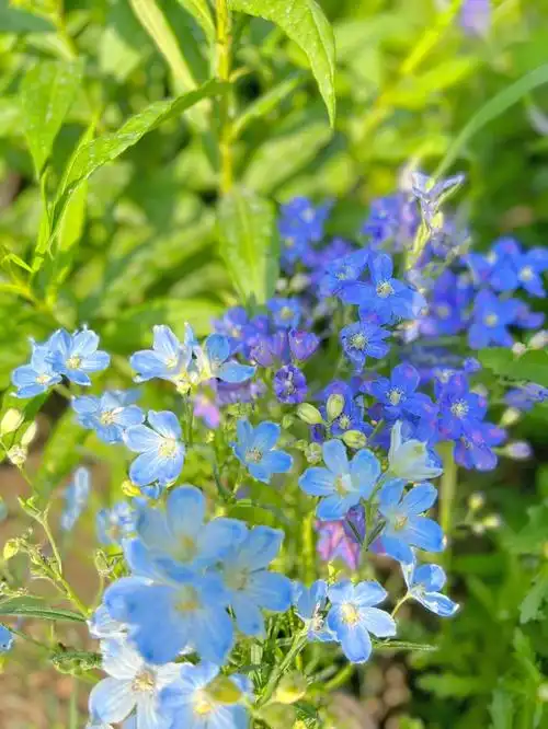 小花飞燕草是妹妹最爱的克莱因蓝