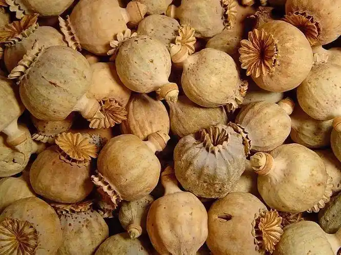 毒品植物 | 罂粟 _www.isenlin.cn