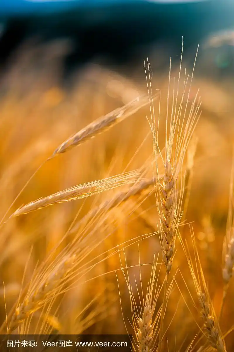 金色的麦田在清晨日出与美丽的地平线和蓝天的背景.夏末收获时间