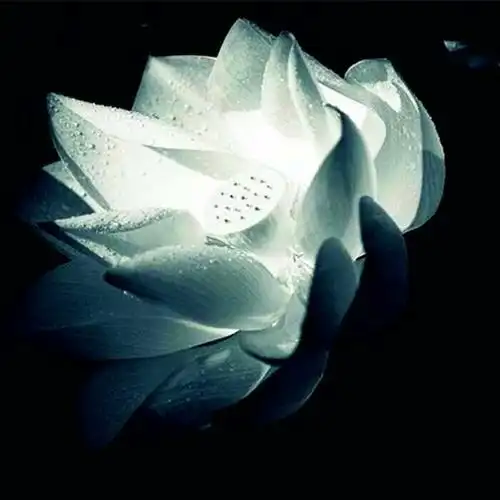 佛系图片头像禅意荷花 独一无二的佛系莲花图片微信头像_微信头像