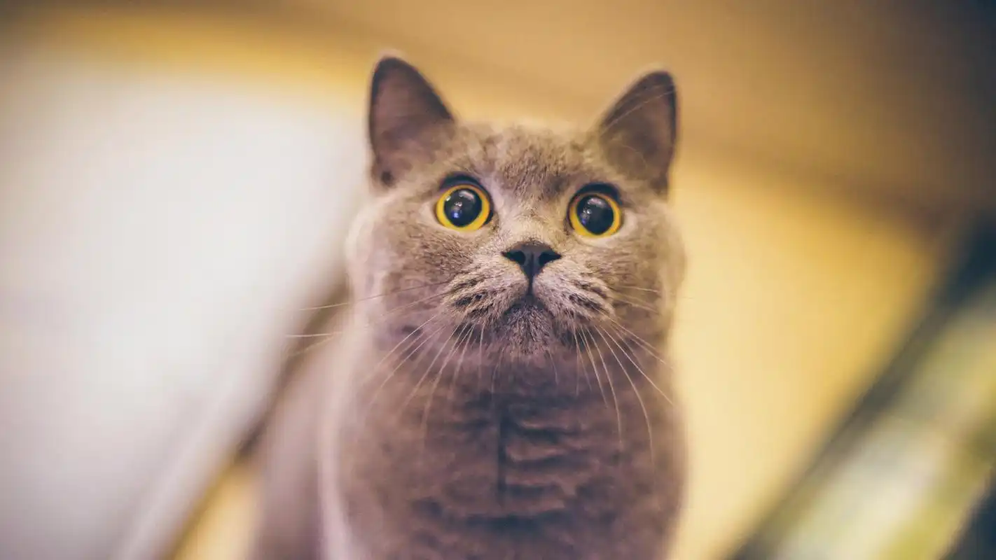 可爱呆萌宠物动物电脑桌面壁纸