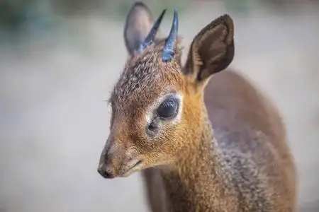 柯克的 dik-dik (madoqua kirkii), 一种小羚羊照片