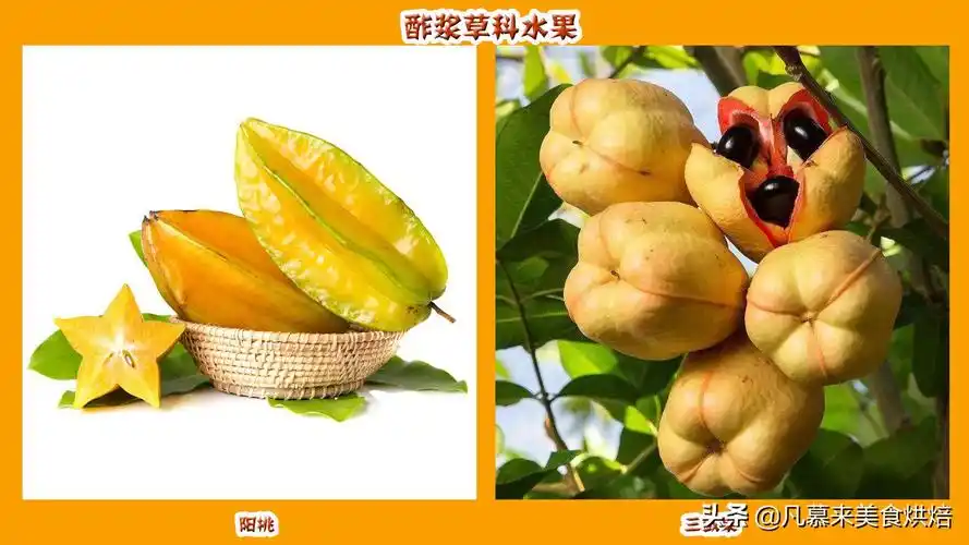 水果名称大全500种(各种水果名称及图片大全)