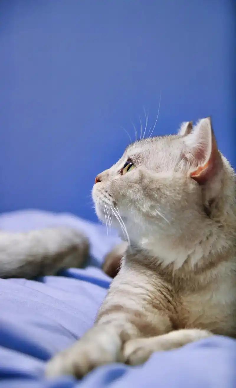 治愈猫咪 #记录猫咪日常 #宠物摄影  好可爱  今天也是 - 抖音