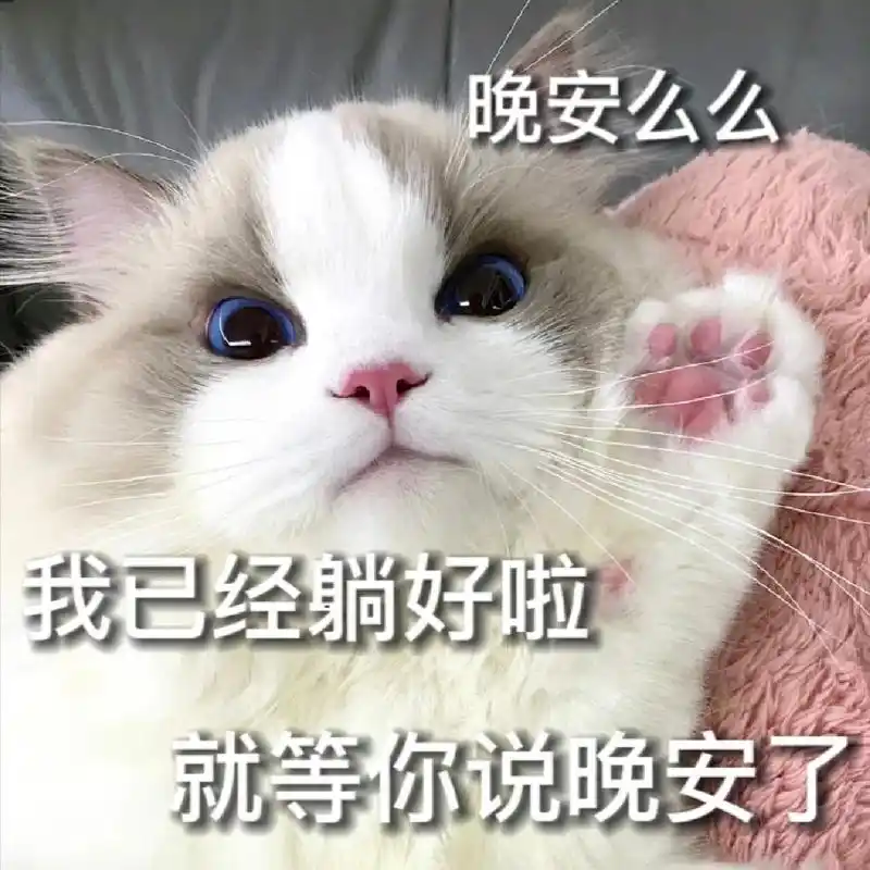 猫咪表情包第26弹(晚安篇) 本期猫咪模特是 哦