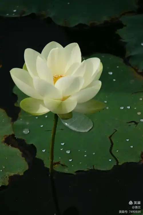 静心若莲,芳心自远,莲花出污泥而不染.