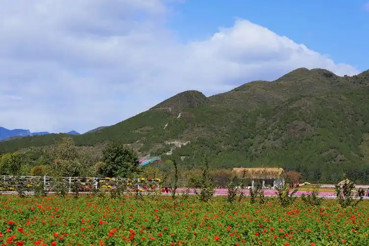 秋游怀柔圣泉山千亩花海