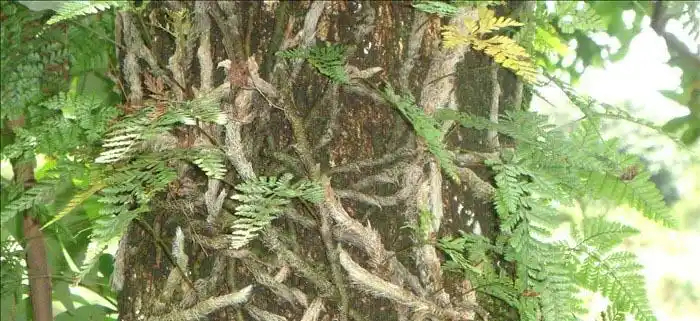 白毛蛇 - 绿手指 - 养花技巧,花生病了怎么办,花园打理和设计