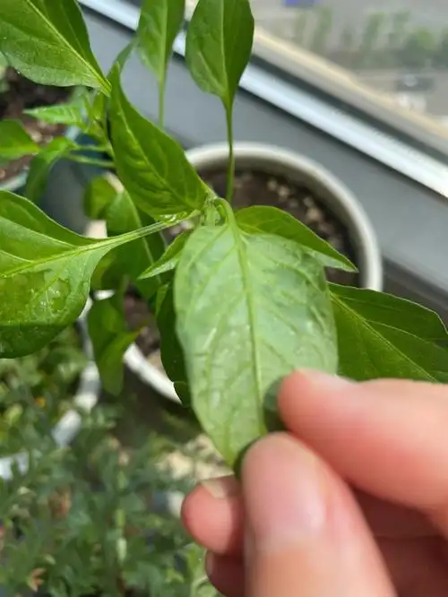 辣椒树长虫醋兑水不杀虫反而伤叶子