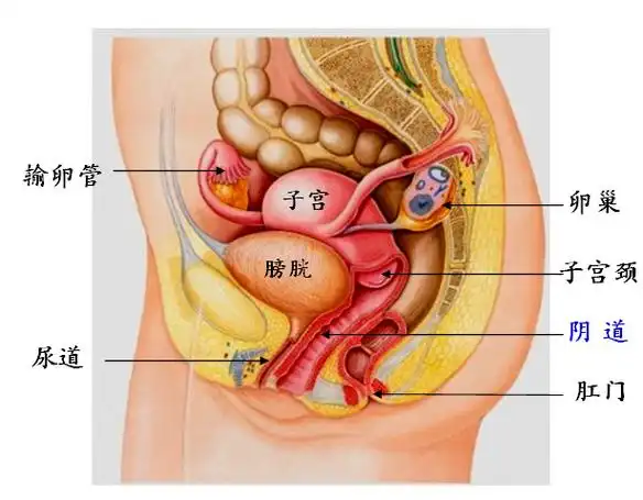 《子宫情事》第四回 风情万种温柔乡:女性的外阴阴道和乳房_产前检查