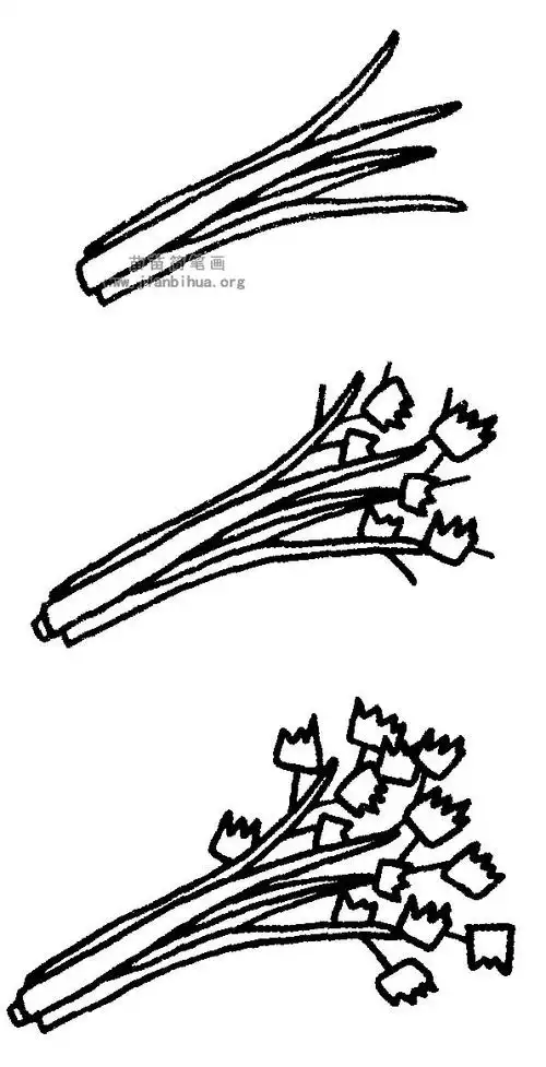 芹菜简笔画图片与知识-儿童简笔画大全