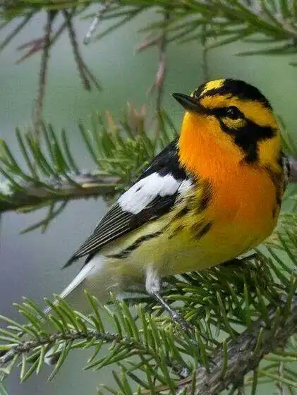 美丽的鸟 可爱的生物