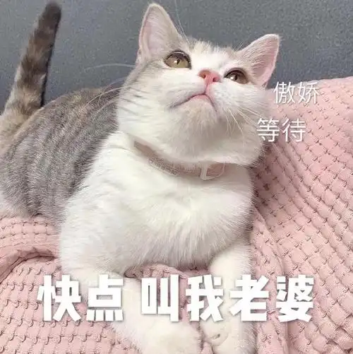 傲娇等待快点叫我老婆今日份猫猫表情包