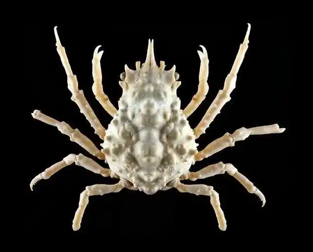 4亿像素的图会长什么样子?密集恐惧症患者不建议点开