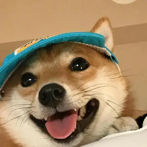 柴犬##柴犬萌照分享##狗狗头像