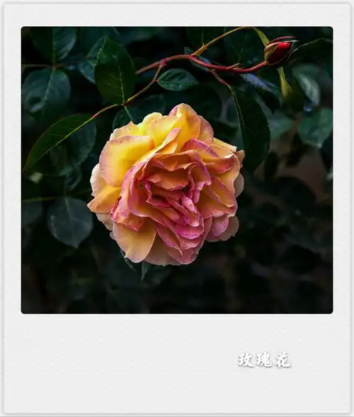 东张西望【美摄视界】:风雨彩虹铿锵玫瑰(首发) - vv