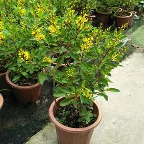 金英盆栽多年生灌本植物庭院花园阳台花卉黄色花耐热暴晒好养花卉