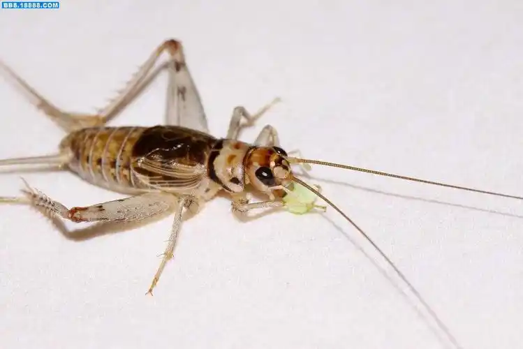 p>灶马蟋(学名:gryllodes sigillatus)是蟋蟀科,蟋属动物.