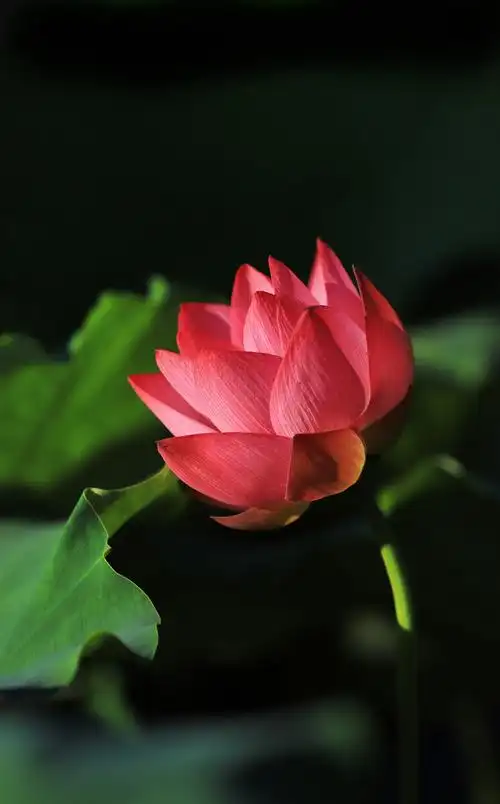 毕竟西湖六月中接天莲叶无穷碧映日荷花别样红