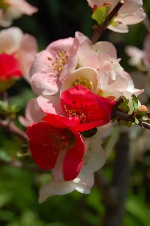 东洋锦海棠新秀
